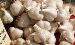 garlic-5 garlic-5